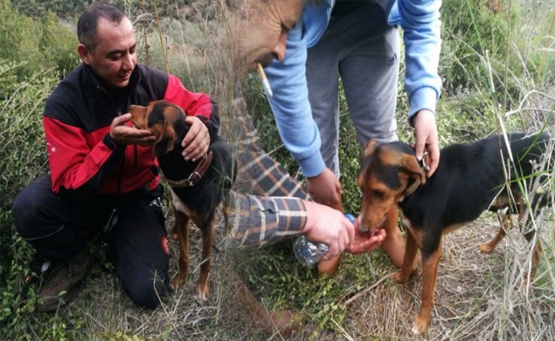 Çukurda mahsur kalan köpek kurtarıldı