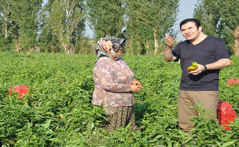 Tire Kaymakamı biber topladı
