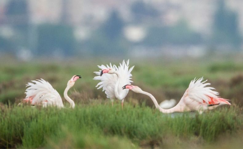 Toprak Ana Günü’nde flamingo ve denizbörülcesi yürüyüşü