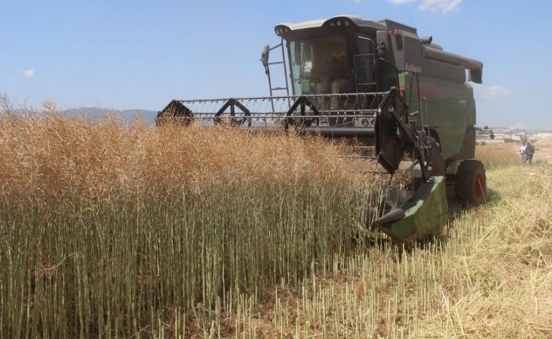 Torbalı'da üretimine başlanan kanolada ilk hasat sevinci