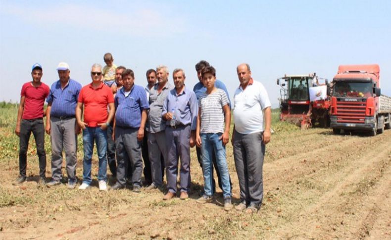 Torbalı'daki domates hasadında son günler