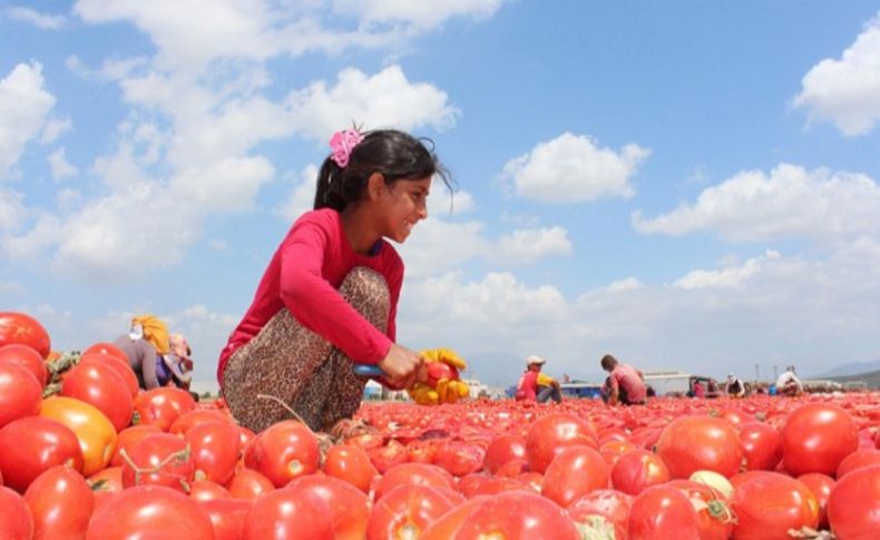 Torbalı ovasından dünyaya kuru domates