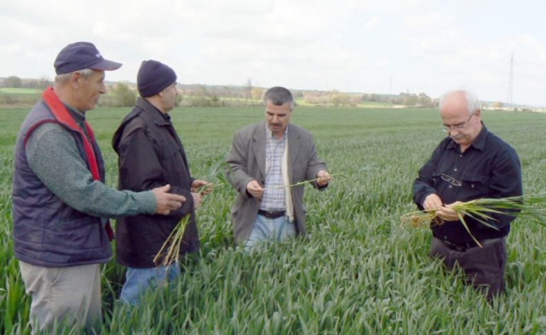 Trakya’da buğday verimi dünya ortalamasının üzerinde
