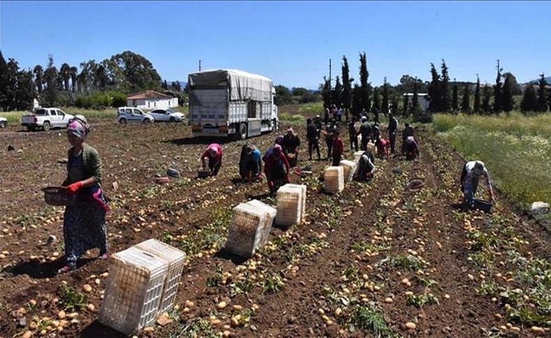 Turfanda patates üreticinin yüzünü güldürdü