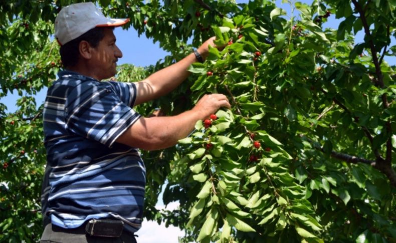 Turfanda kiraz, Kahramanmaraşlı üreticilerin yüzünü güldürecek