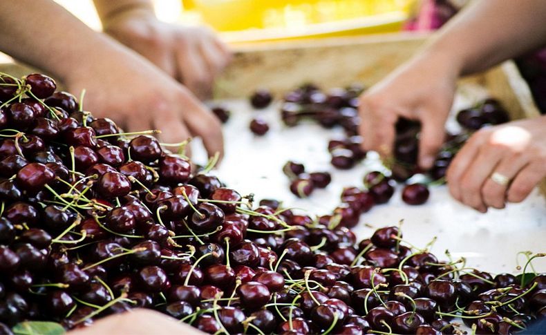 Türk kirazını Çin'e sokacak proje start aldı