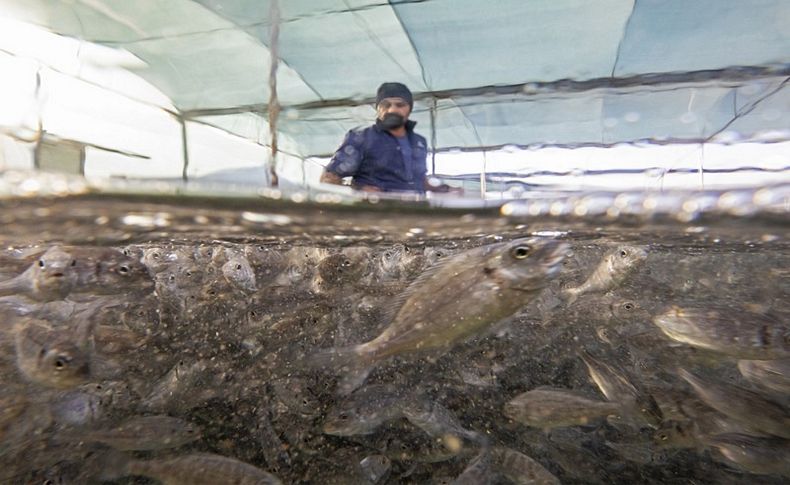 Türkiye'nin çiftlik balığı üretimi 10 yılda ikiye katlandı