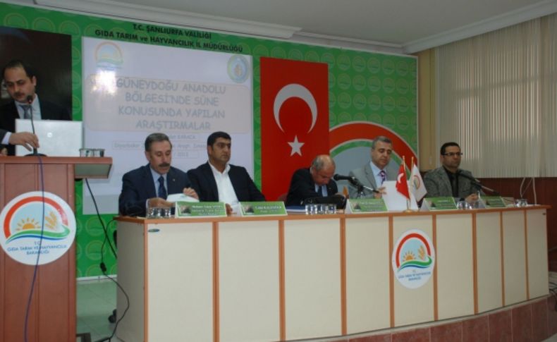Türkiye'nin en kaliteli makarnalık buğdayına süne tehdidi