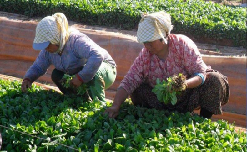 Tütün üreticileri ile ihracatçıları işbirliği yapacak