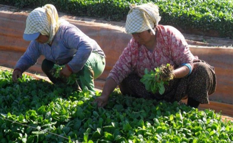 Tütün ve sigara ihracatı 1 milyar doları aştı