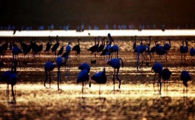 Tuzlada flamingo tablosu