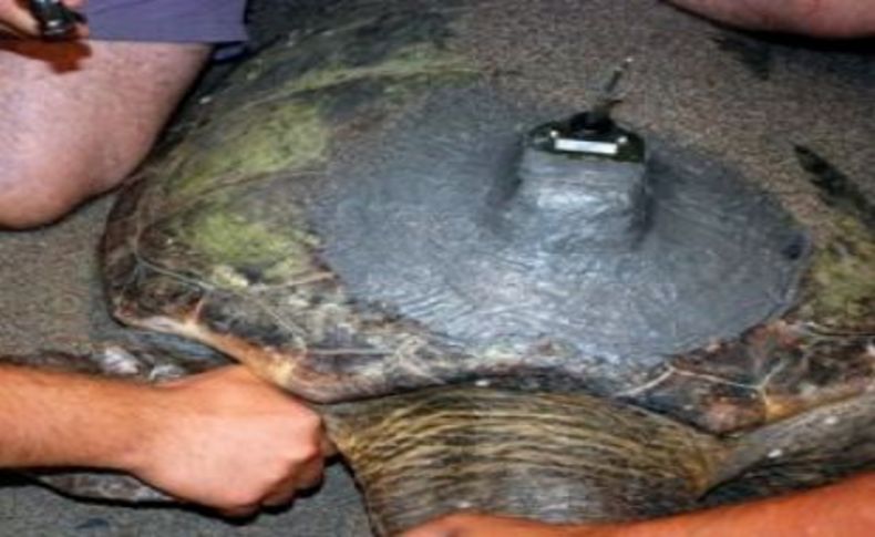Üç Caretta Caretta'ya daha uydu cihazı