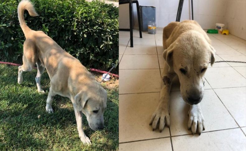Umut kesilen köpek hayata döndürüldü