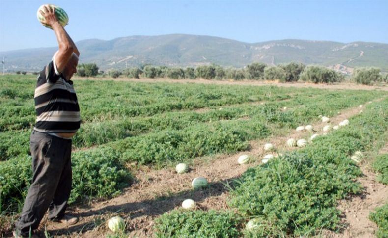 İzmir'de üreticinin isyanı: Karpuzlarını paramparça etti