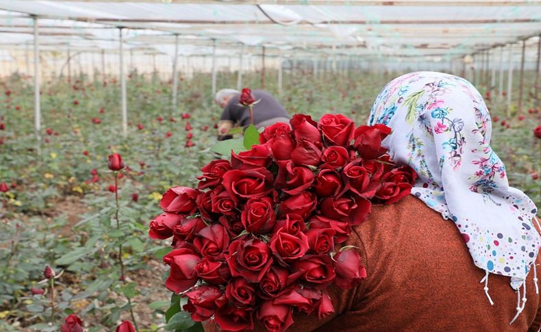 Üreticiler kırmızı gülleri kesmeden sattı