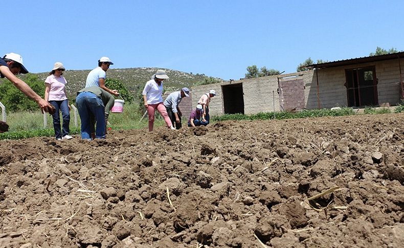 Urla’da Kuşkonmaz dikimine başlandı
