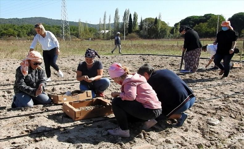 Urla'da salep yumruları toprakla buluştu