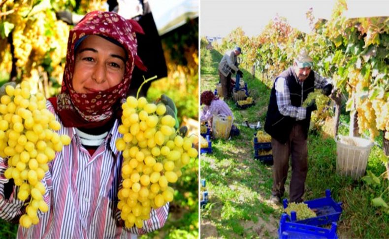 Üzüm üreticisini sevindiren haber!