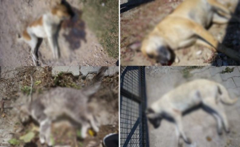 Vahşet! Köpek ve kedileri katlettiler