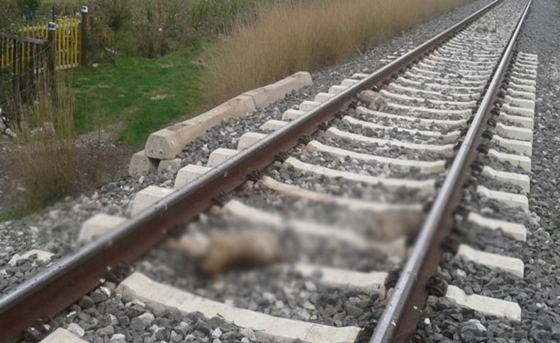 Vahşet! Köpekler raylara bağlanarak telef edildi!