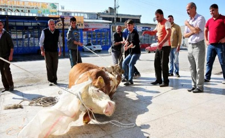 Van'da Küçükler Kurban Kesimini Böyle Izledi