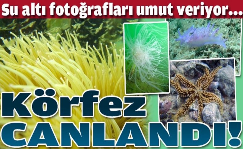 Ve huzurlarınızda İzmir Körfezi