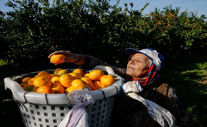 Verimi düşen mandalina, kalitesiyle ihracatı dengeleyecek