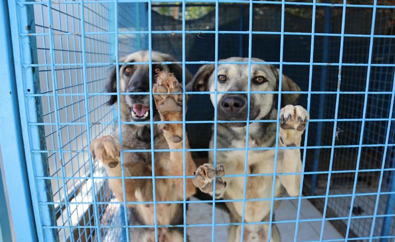 Vicdansız yazlıkçılar! Her yıl onlarca köpek sokağa atılıyor