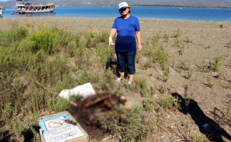 Vicdansızlar! Caretta carettayı yakmışlar