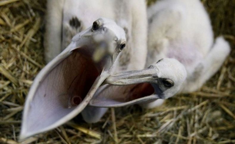 WWF: Hayvanların yüzde 60'ının nesli tükendi