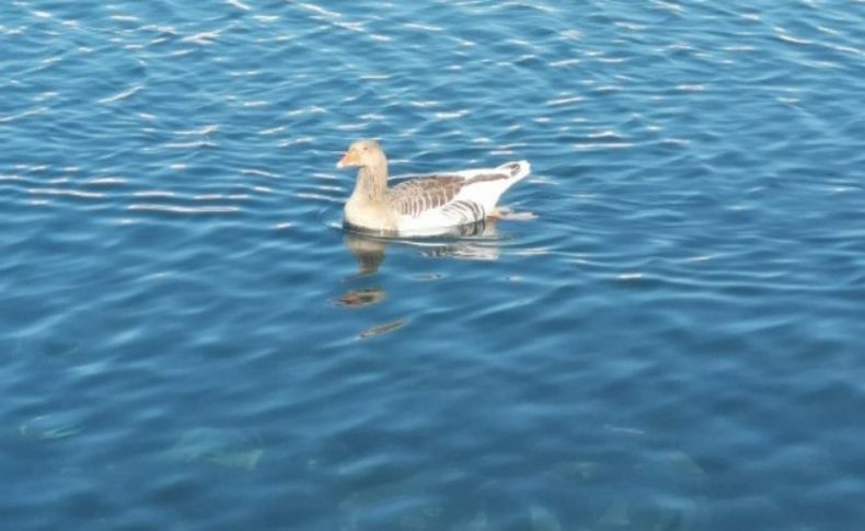 Yaban kazı ilgi odağı oldu