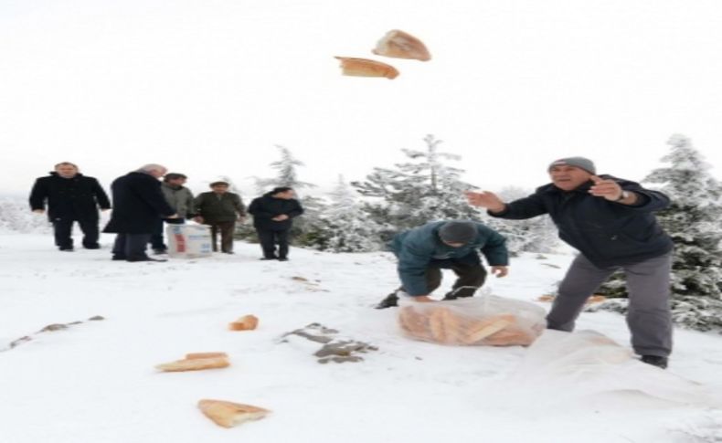 Yaban hayvanları için spil'e yem bıraktılar