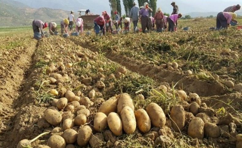 Yağışlı hava patates ekimlerini hızlandırdı