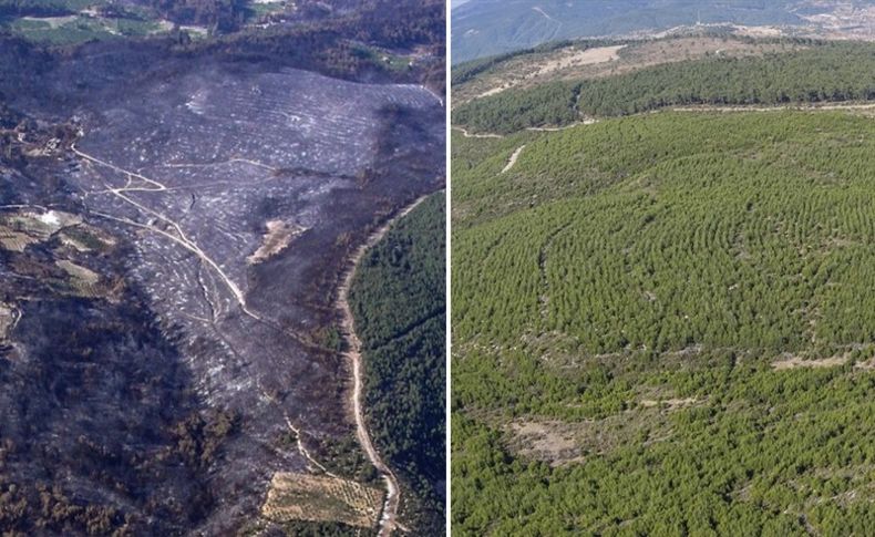 Yakaköy ormanları yeniden yeşillendi