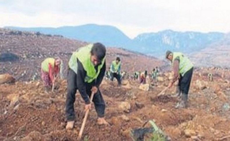 Yanan ormanlar tekrar yeşeriyor