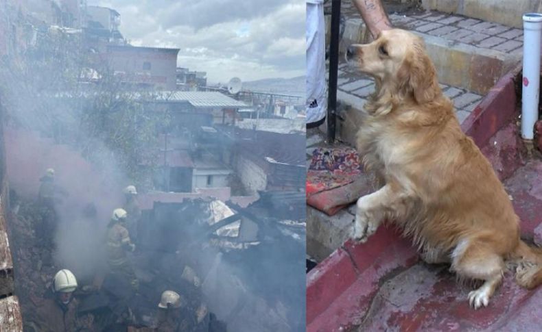 Yangın çıkan evde mahsur kalan köpeği itfaiye kurtardı