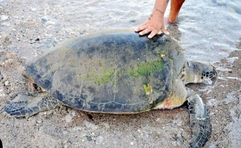 Yarali Caretta Sahile Vurdu