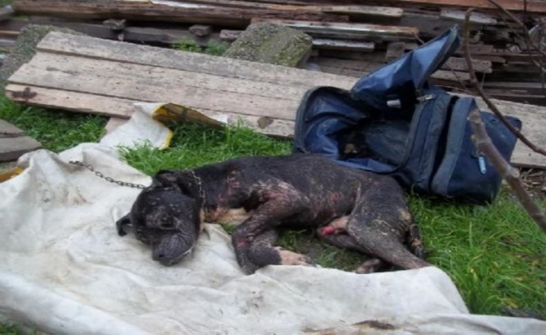 Yaralı pitbull köpeği çantaya koyup ölüme terk etti
