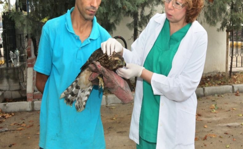 Yaralı şahini belediye tedavi ediyor