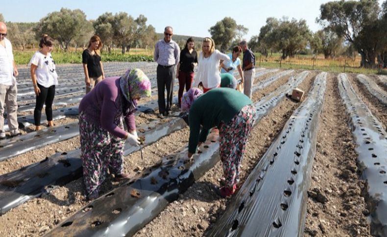 Yarımada çilek kokacak