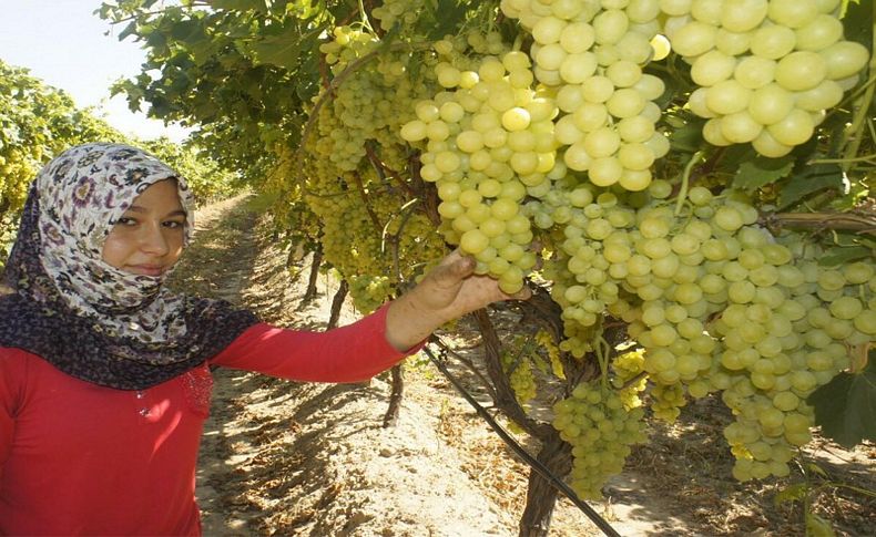 Yaş üzüm ihracatı yüzleri güldürdü