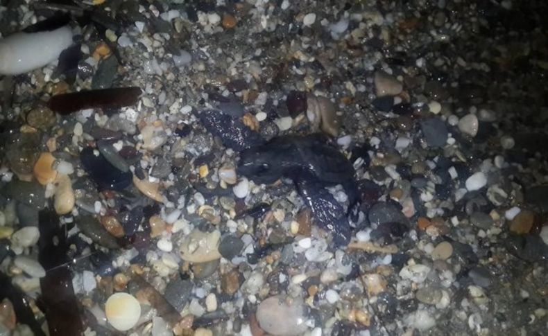 Yavru caretta carettalar denizle buluştu