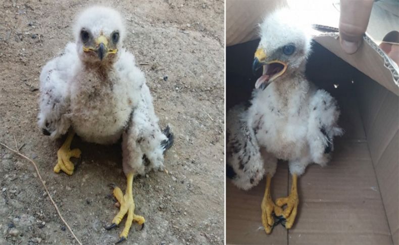 Yavru kartal ve atmaca tedavi altına alındı