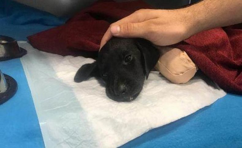 Yavru köpeğin ölümünde son dakika gelişmesi