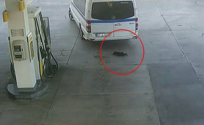 İnsan müsveddesi yavru köpek katili yakalandı!