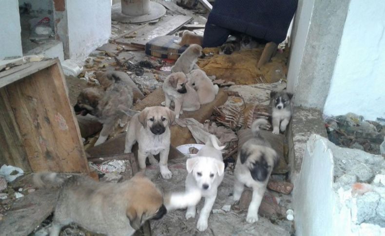 Yavru köpekler için seferber oldular