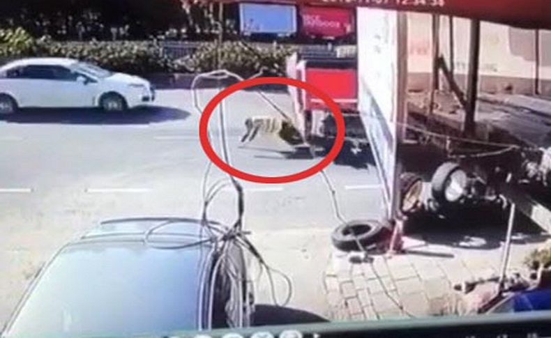Yayanın TIR'ın altında kaldığı an kamerada