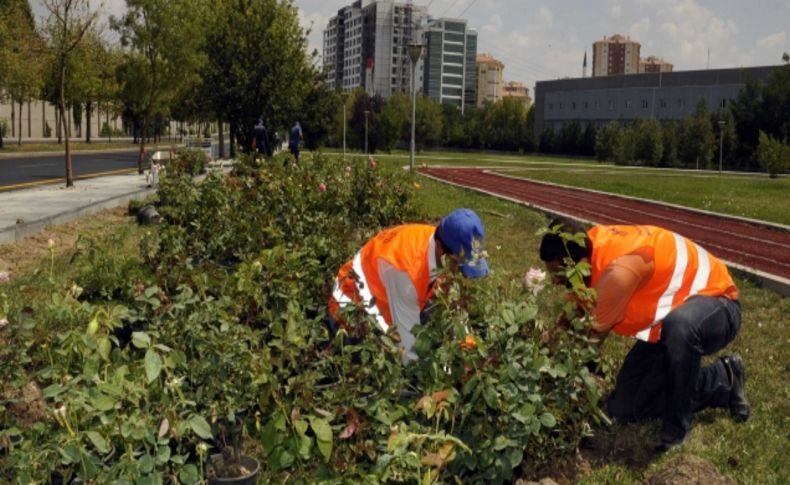 Yenimahalle parkları güllerle süslendi