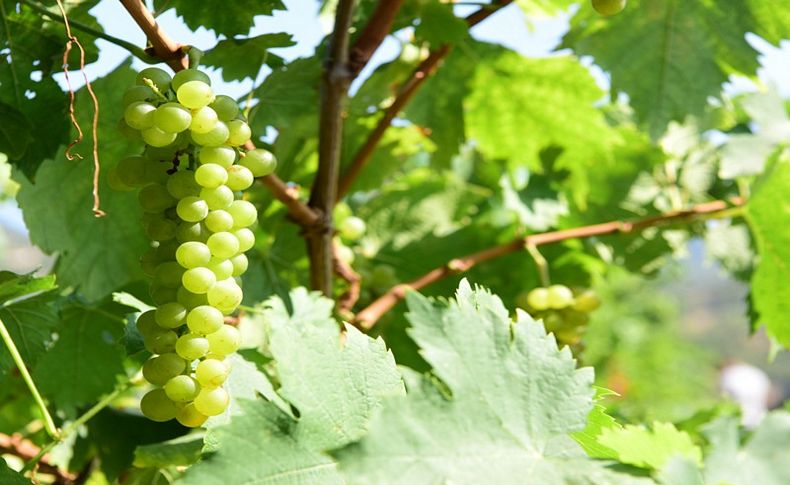 Bornova Belediyesi'nden yerelde kalkınma hamlesi