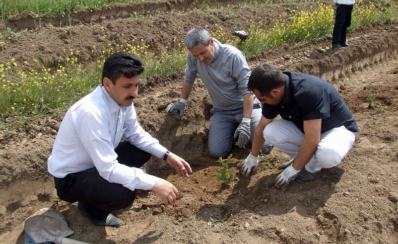 Yerköy Şehitliği'nde Mehmetçik Hatıra Ormanı oluşturuldu